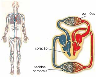 Sistema Cardiovascular Rg Os E Fun Es