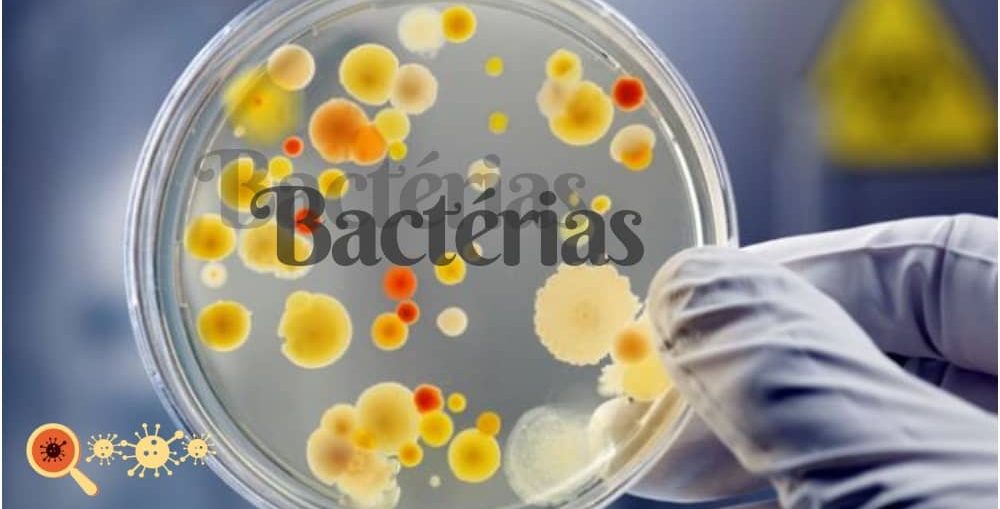 Bactérias