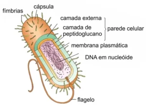 Estrutura da célula bacteriana