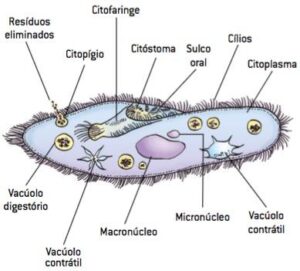 Estrutura dos protozoários