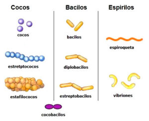 Formas das bactérias