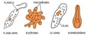 Locomoção e classificação dos protozoários