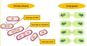 Reprodução bacteriana