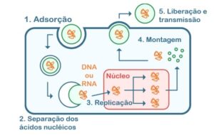 Reprodução dos <yoastmark class=