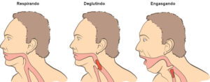 Ação da Epiglote na respiração e na digestão