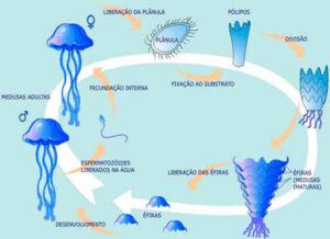 Alternância de gerações em cnidários