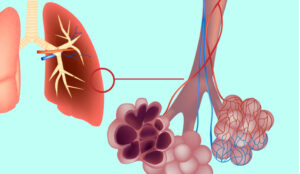 Alvéolos pulmonares