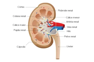 Anatomia do Rim