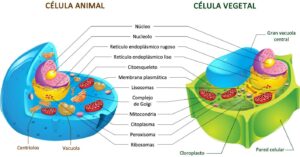 Célula animal e célula vegetal