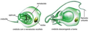 Cnidócito: células especializadas presentes no cnidários