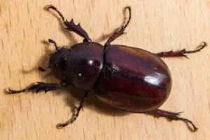 Coleoptera