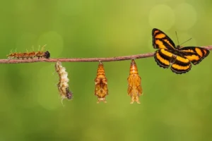 Metamorfose completa da borboleta.
