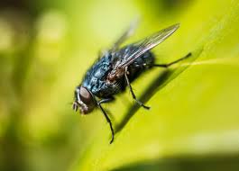 Diptera