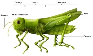 Divisão do corpo de um inseto