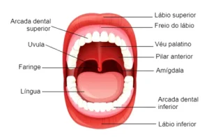 Estruturas presentes na boca