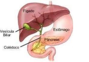 Glândulas anexas ao Sistema Digestório