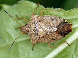 Hemyptera