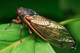 Homoptera