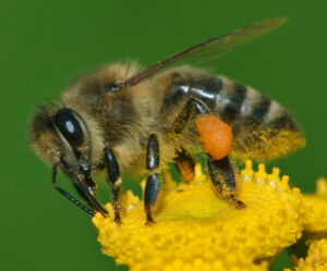 Hymenoptera