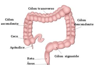 Intestino Grosso