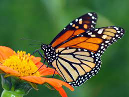 Lepidoptera