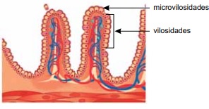 Microvilosidades