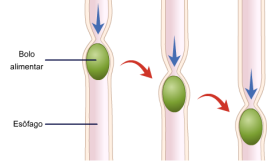 Movimentos peristálticos esôfago