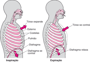 Movimentos respiratórios