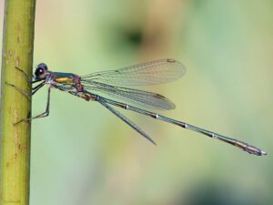 Odonata