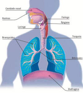 Órgãos do Sistema Respiratório