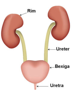 Órgãos do Sistema Urinário