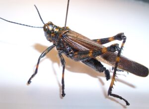Orthoptera