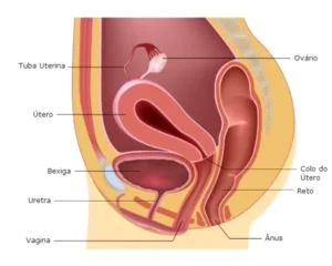 Posição do útero em relação à bexiga
