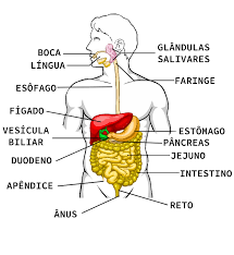 Sistema Digestório