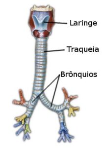 Traqueia e Brônquios